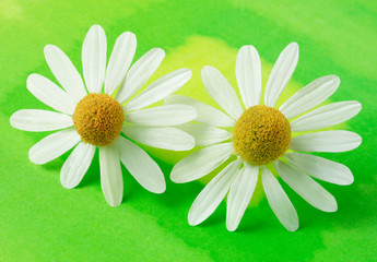CHAMOMILE FLOWERS ON GREEN