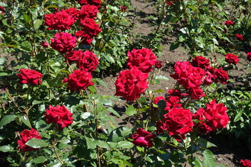 Lots of red flowers of roses in the garden