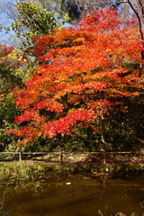 秋の高遠城址公園