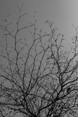 black and white dead tree and sky for backgrounds