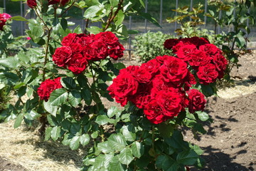 Many red flowers of rose bush in June