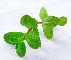 SPANISH MINT