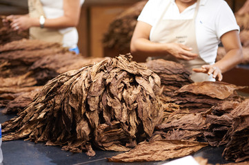 Honduras Cigar Factory
