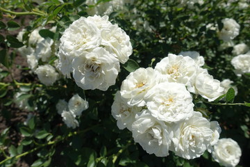 Lots of pure white flowers of rose bush