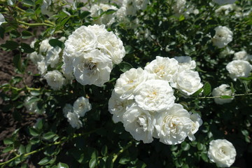 Obraz na płótnie Canvas Many white flowers of rose bush in June