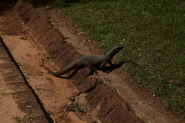 lizard on the rock，Sri Lanka
