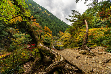 forest in mountains