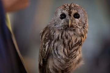 portrait of an owl