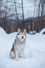 Portrait of free and gorgeous Husky dog sitting in the winter forest. Portrait of prideful Beige and White Dog breed Siberian husky is on the snow