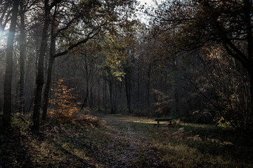 The dark dark forest