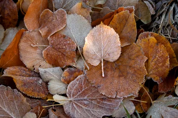 Fotobehang Frozen autumn leaves, bevroren herfstbladeren © Kim