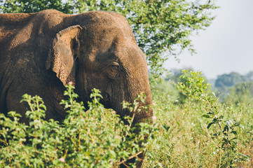 safari éléphant