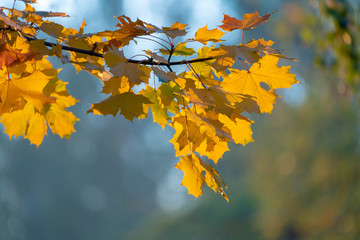 Tree branches with yellow autumn leaves