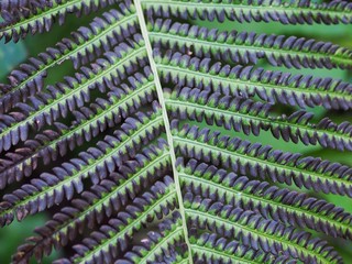 Fern 
