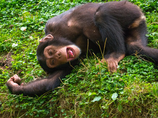 Chimpanzé