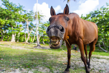 Funny horse in a tropical beach