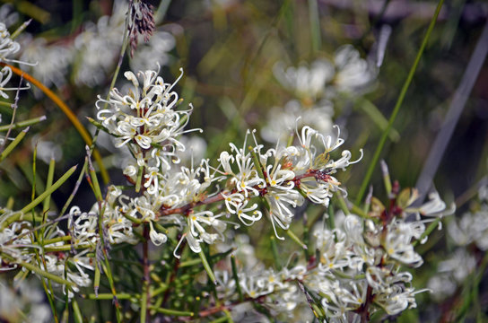Dagger Hakea flowers, Hakea teretifolia, family Proteaceae. Flowering in spring, Royal National Park, New South Wales, Australia