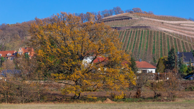Baum