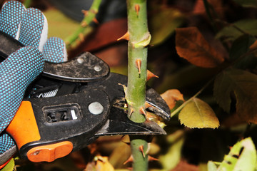Gardener's hand pruning of a cultivar rose (Rosa sp.) with garden secateurs in the autumn rosary