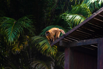 O macaco esperando para pular 