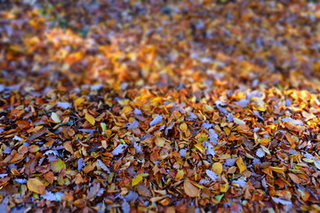 Herbstlaub und Landschaft