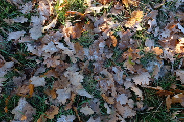 Herbstlaub und Landschaft