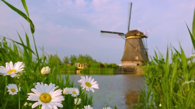 Blooming camomiles and meadow plants trembling in wind against Dutch windmill and lake on background. Rural landscape with flowers. Focus on flowers. Alblasserwaard polder, Knderdijk, Netherlands.