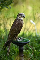 Hawk bird, Accipiter gentilis perched, portrait of a bird.