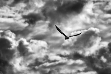 seagull in the sky