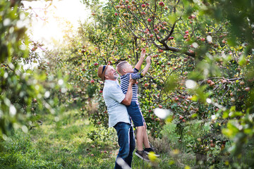 A senior man with grandson picking apples in orchard in autumn.