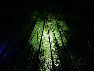 竹林の小径ライトアップ[5]