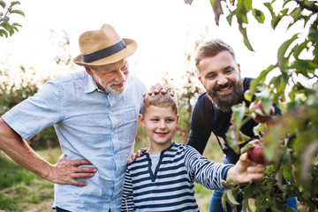 Small boy with father and grandfather picking apples in orchard in autumn.