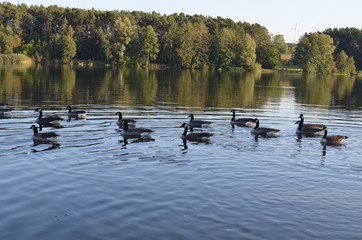 barnacle geese swim in a lake, birds in the nature in the water