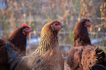 Backyard chickens free range near a wire fence in early morning light