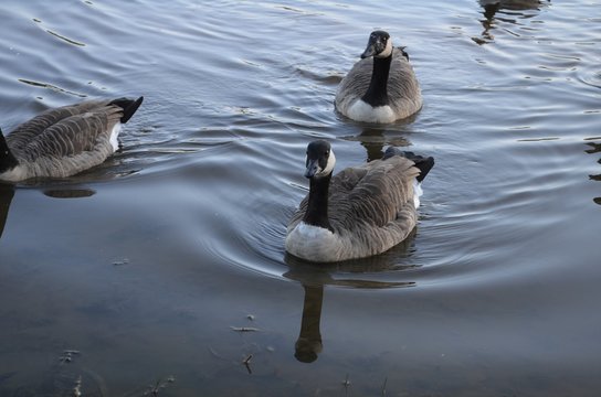 black and white geese swim in a lake in autumn outdoor