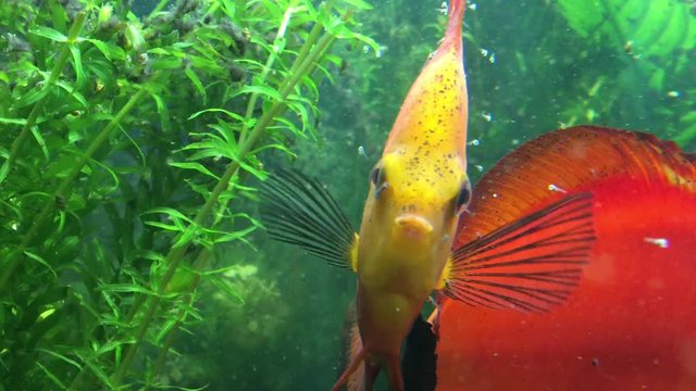 Diskusfische mit Nachwuchs, Nachwuchs frisst von der Haut der Diskuseltern