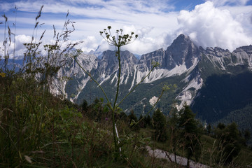 Alps and herbs in Tirol