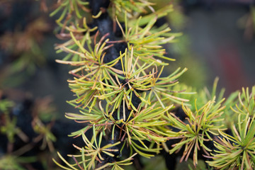 Yellow larchae branch close up 