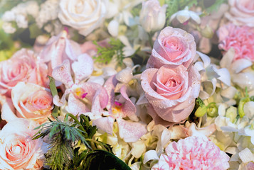 Beautiful roses flowers.