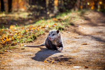 The Virginia opossum, Didelphis virginiana, in autumn park