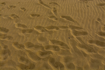 Castiglione della Pescaia Tuscany, Italy - sunrise at the beach , footsteps on the sand
