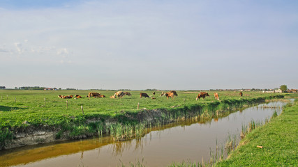 Fototapeta premium Cows on the meadow
