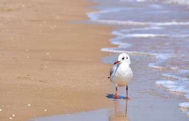 Seagull on the shore close - up on the background of natural sea