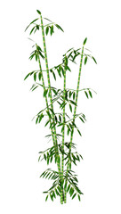 3D Rendering Green Bamboo Trees on White