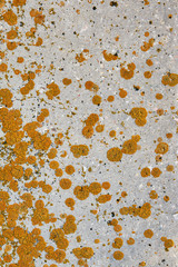 Xanthoria parietina on an old concrete wall. Orange lichen grows on a concrete wall