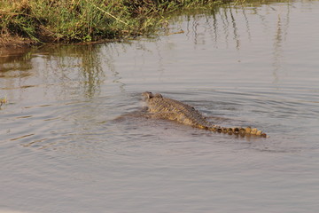 A crocodile in Africa