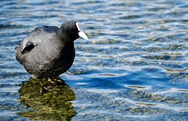 Cormorant in the lake