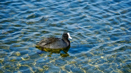 Cormorant in the lake