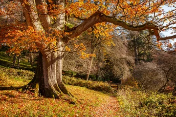 Store enrouleur  Autumnal scene of fallen leaves, colorful trees, Wiltshire, Uk  © victoria ashman