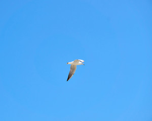 Sea gulls flying over a beach in a clear blue sky